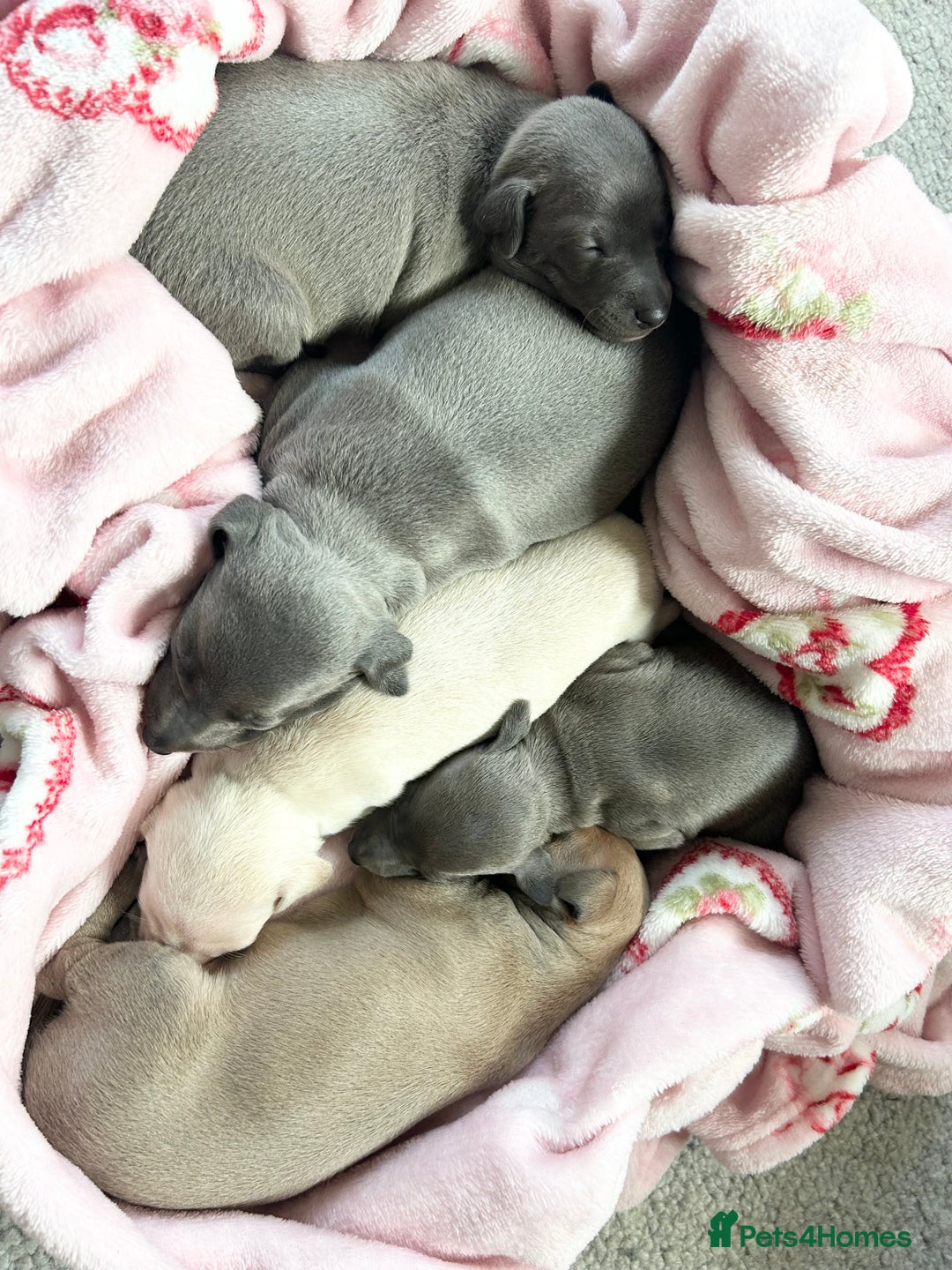 Italian Greyhound dogs for sale: 🐾Exceptional litter of KC Italian Greyhounds 🐾 - Advert 1