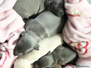 Italian Greyhound dogs 🐾Exceptional litter of KC Italian Greyhounds 🐾 - Advert 3