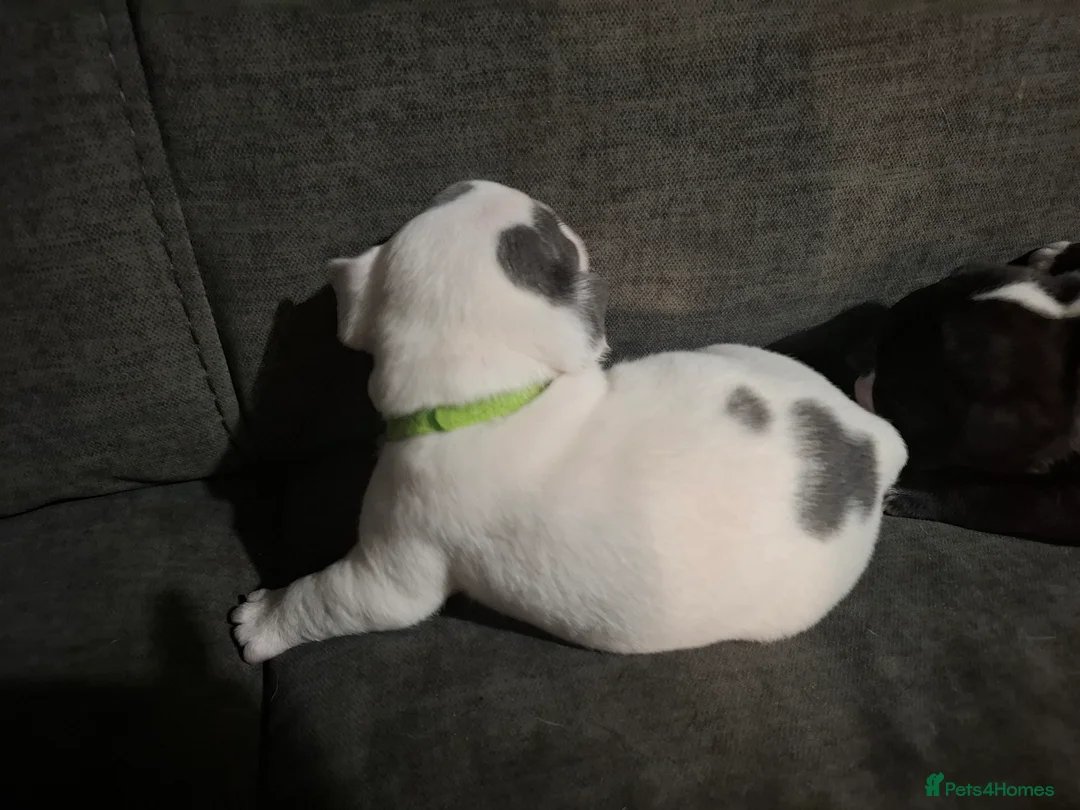 French Bulldog dogs for sale: Frenchie puppies - Advert 25