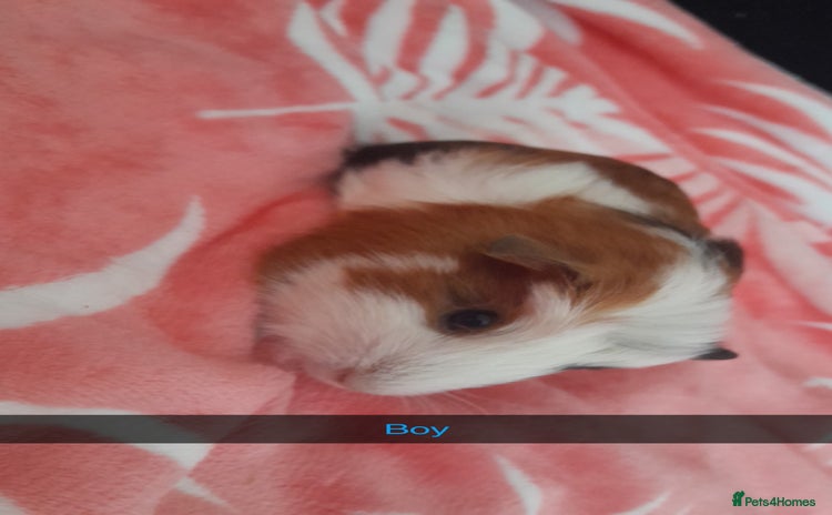 Guinea Pig rodents - Advert 8