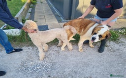 Mixed Breed dogs for sale: St Bernadoodle -READY NOW 🥰 1 Girl remaining 🩷 - Image 17