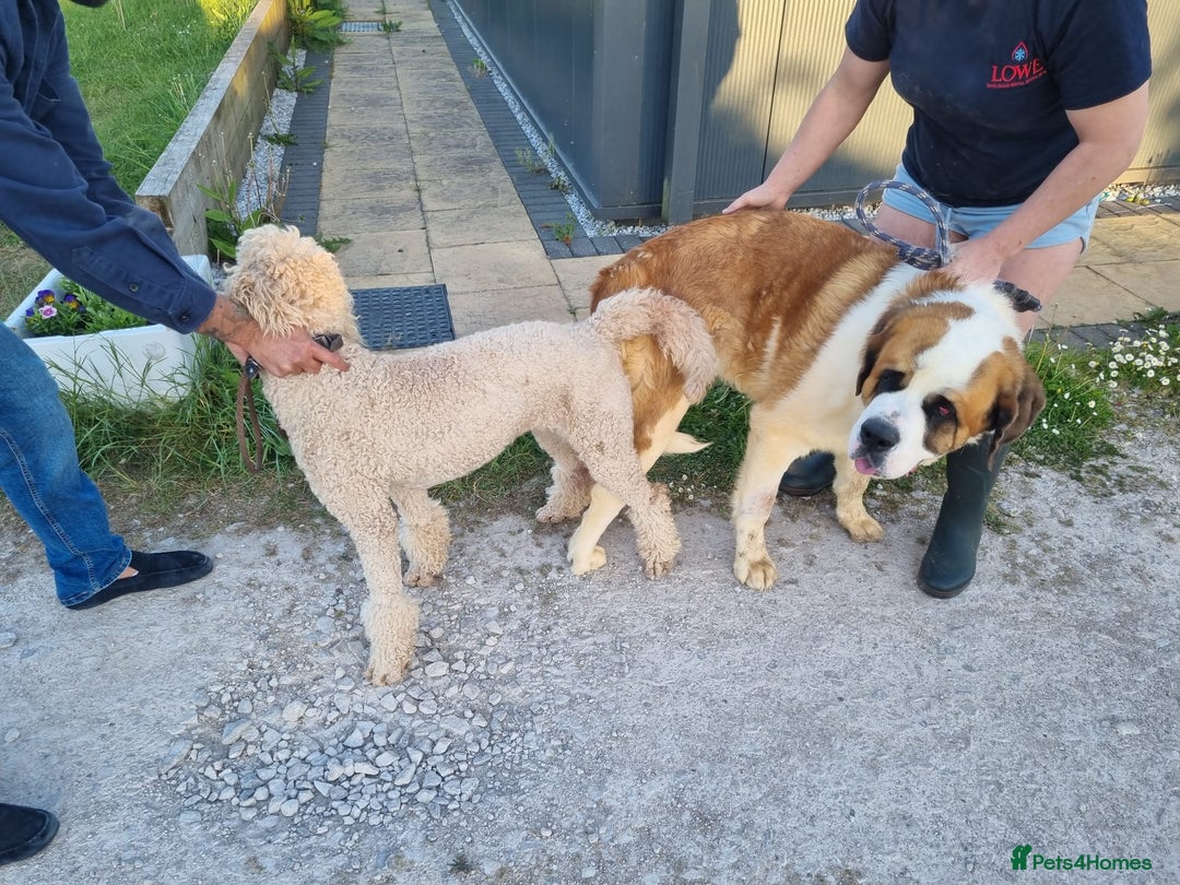 Mixed Breed dogs for sale: St Bernadoodle -READY NOW 🥰 1 Girl remaining 🩷 - Image 17