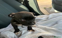 Mixed Breed dogs for sale: Staff x cane corso puppies - Image 12