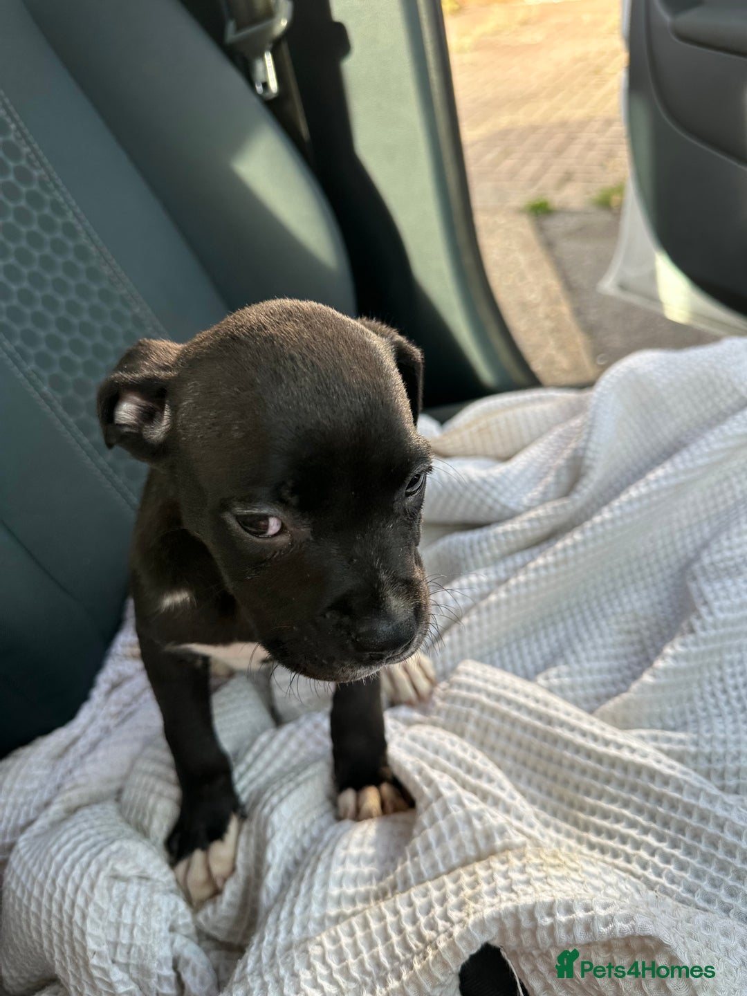 Mixed Breed dogs for sale: Staff x cane corso puppies - Image 12