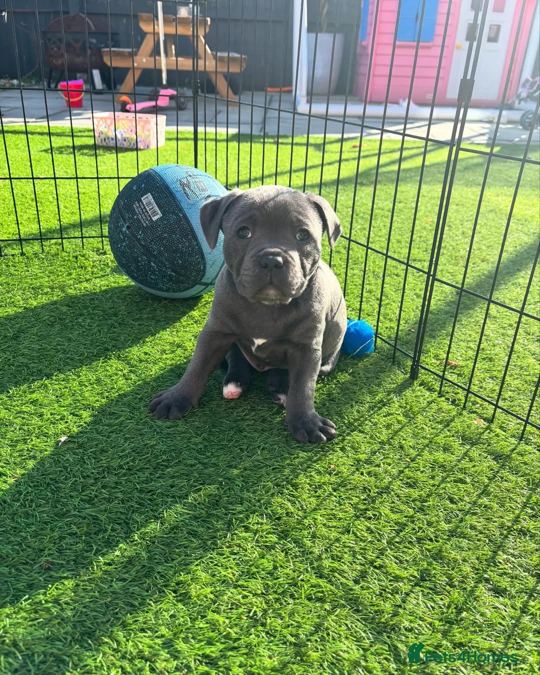 Staffordshire Bull Terrier dogs for sale: Beautiful Staffy Puppies for sale  in Hull - Advert 2