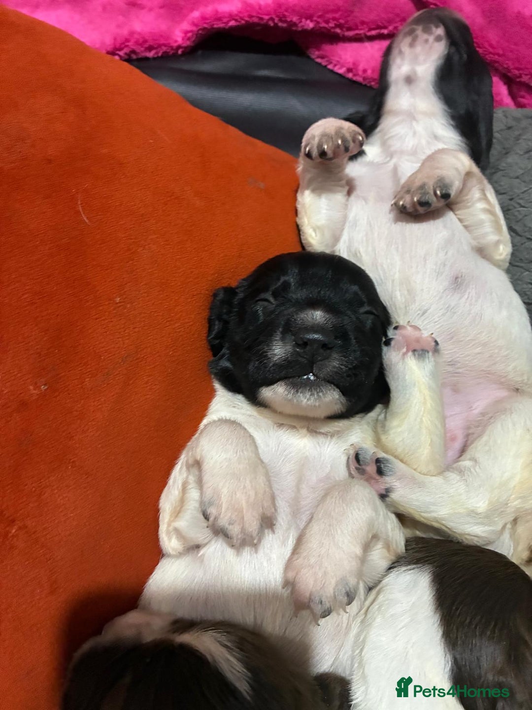 English Springer Spaniel dogs for sale: English springer spaniel puppies  - Image 4