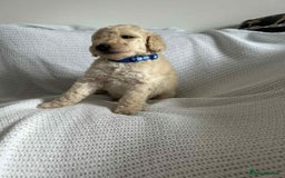 Standard Poodle dogs for sale: Stunning KC Standard Poodle Puppies for sale - Image 7