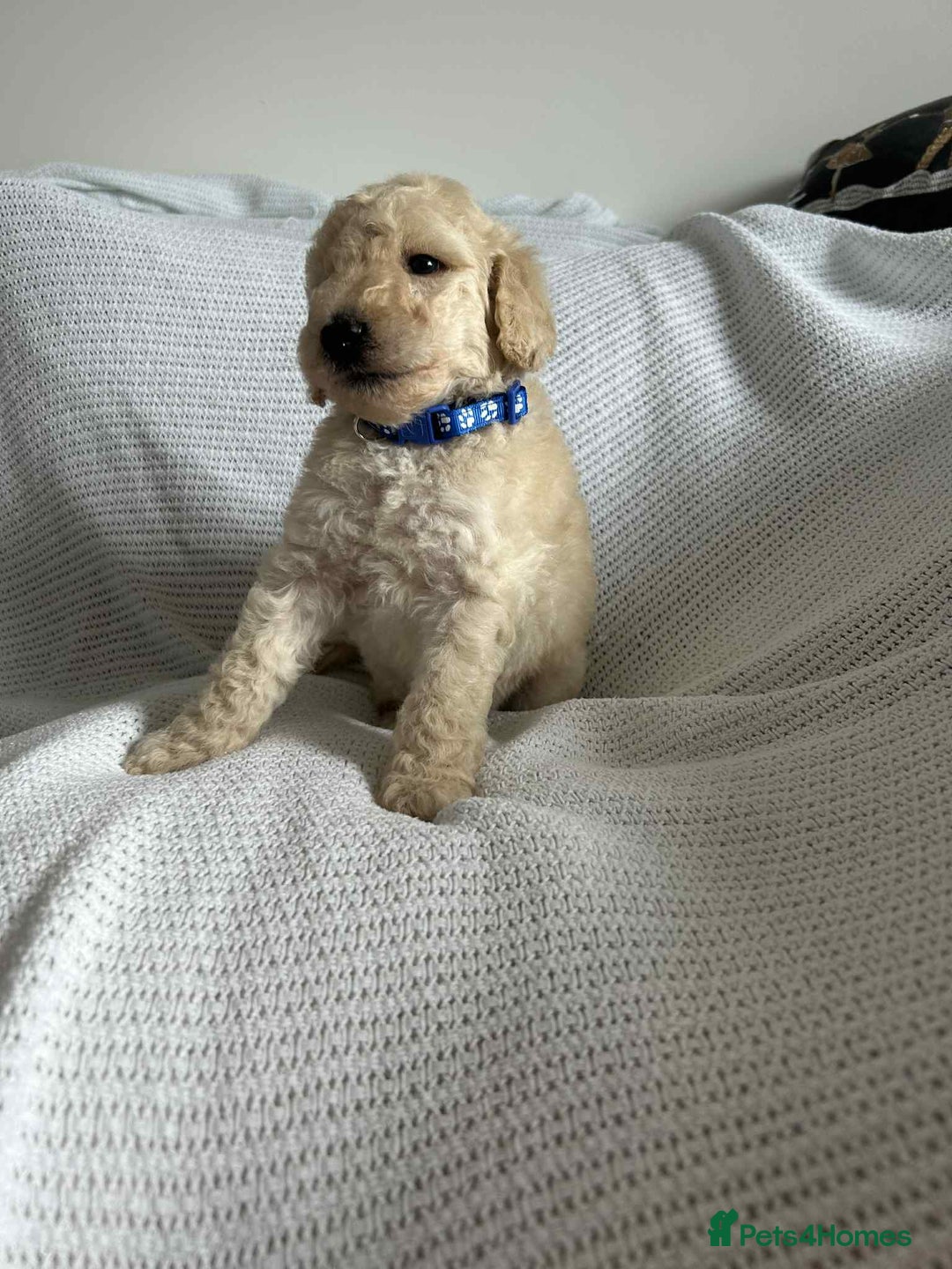 Standard Poodle dogs for sale: Stunning KC Standard Poodle Puppies for sale - Image 7