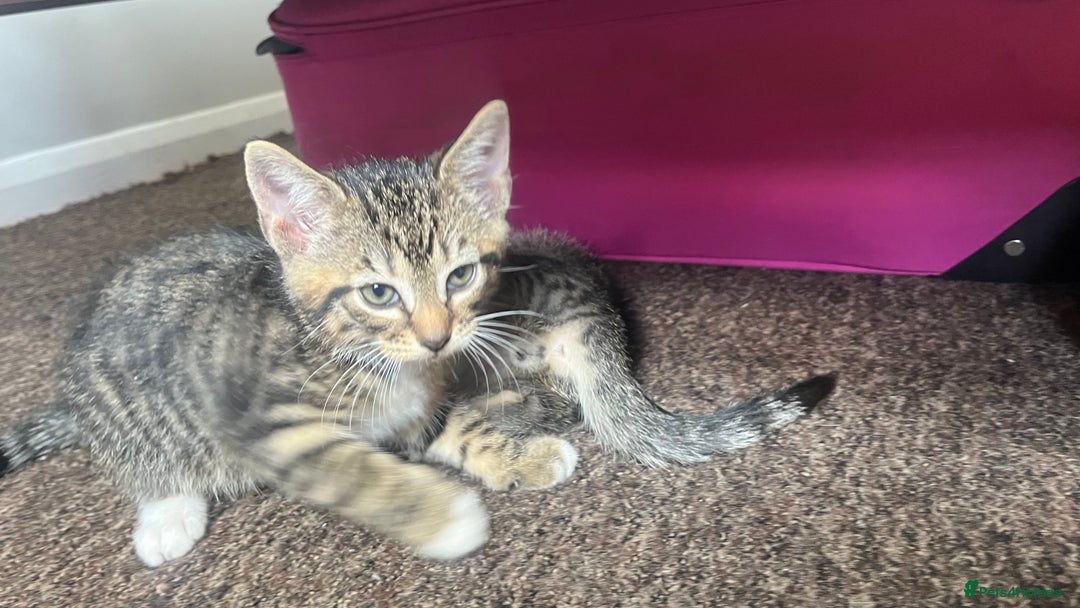 British Shorthair cats for sale: Five Cute boys for sale - Image 6