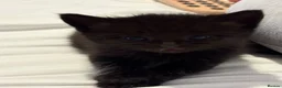 Mixed Breed cats for sale: 2 Mixbreed Boy Kittens Left - Advert 7