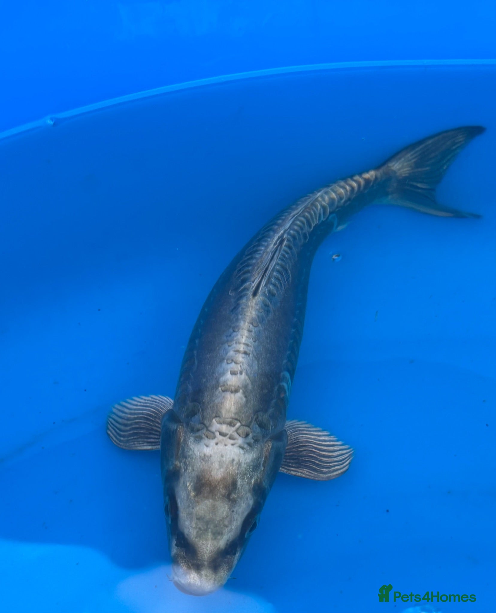 Koi Carp fish Two koi carp for sale  - Advert 1