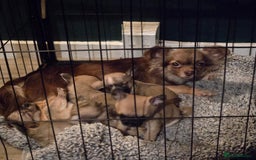 Chihuahua dogs for sale: Chihuahua pups  - Image 1