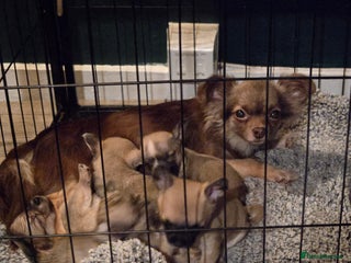 Chihuahua dogs - Advert 1