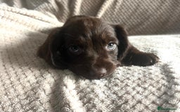 Cocker Spaniel dogs for sale: Extensively Health tested/KC REG Cocker Puppies - Image 4