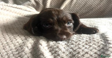 Cocker Spaniel dogs - Advert 3
