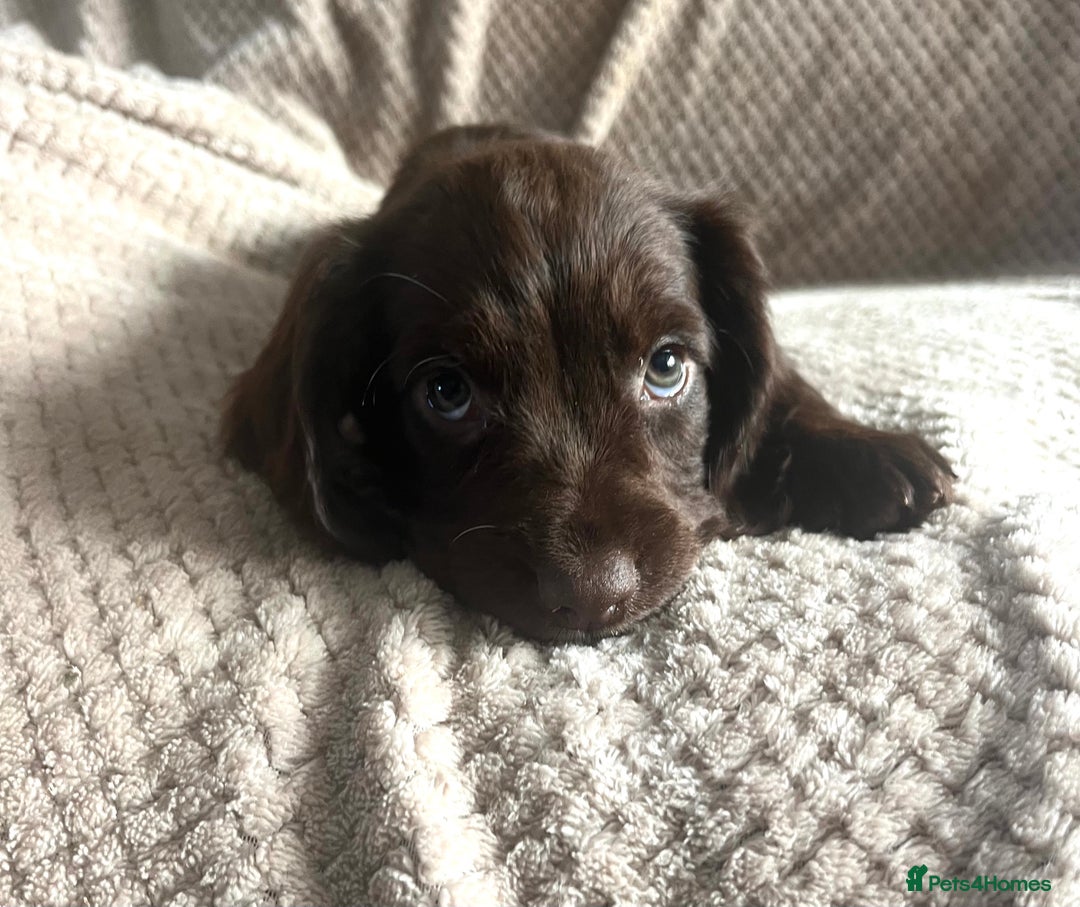 Cocker Spaniel dogs for sale: Extensively Health tested/KC REG Cocker Puppies - Image 4