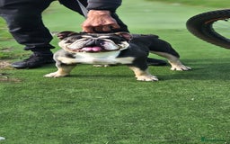 English Bulldog dogs for sale: English Bulldog lilac tri  - Image 4