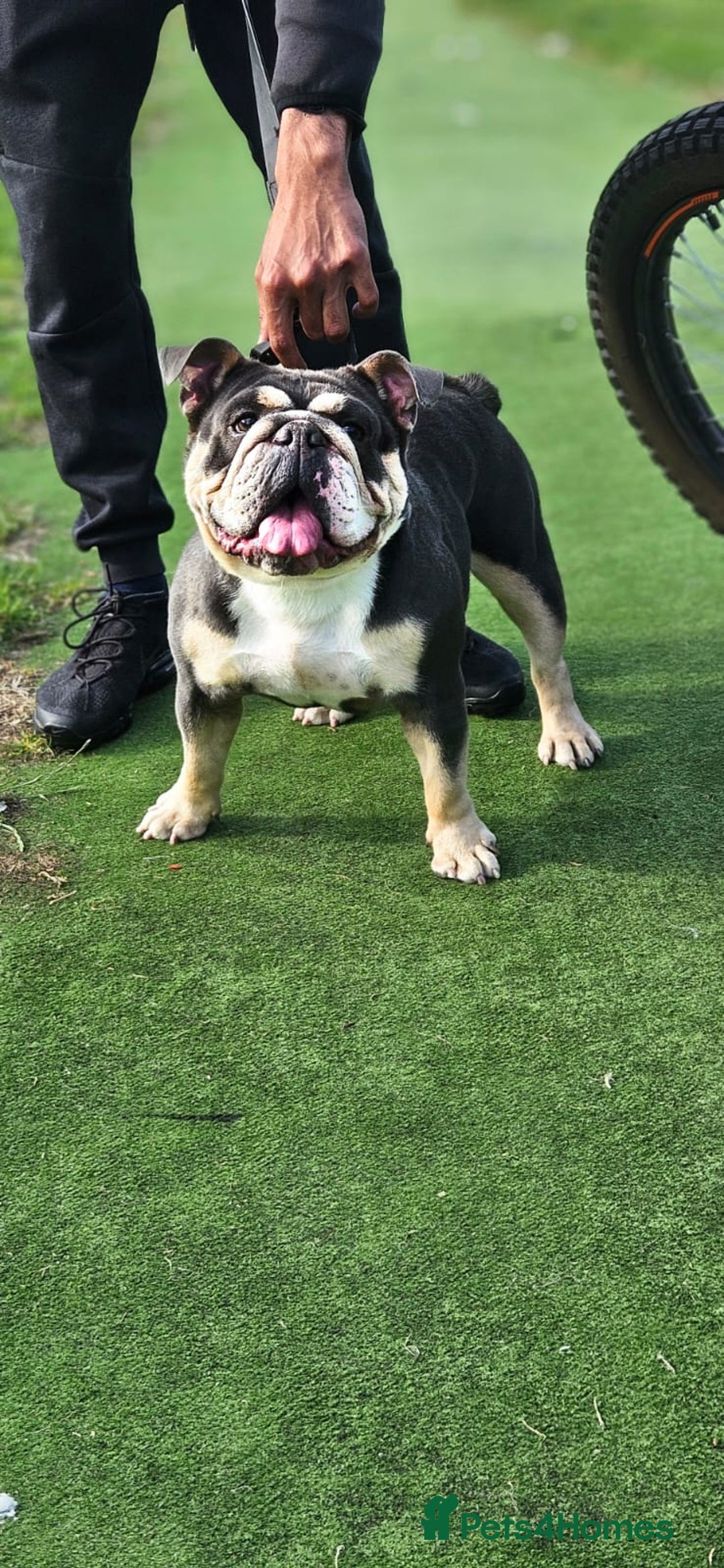 English Bulldog dogs for sale: English Bulldog lilac tri  - Image 4