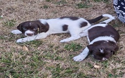 English Springer Spaniel dogs for sale: 🐾Beautiful KC Registered ES Spaniel Puppies🐾 - Image 18