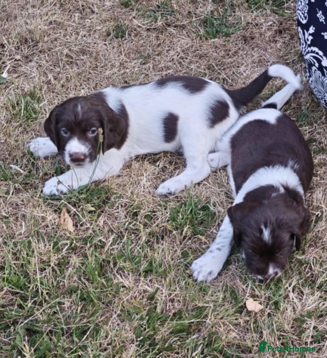 English Springer Spaniel dogs for sale: 🐾Beautiful KC Registered ES Spaniel Puppies🐾 - Image 18