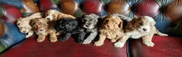 Cavapoo dogs for sale: Gorgeous F1b Cavapoo pups.health tested parents  - Advert 1