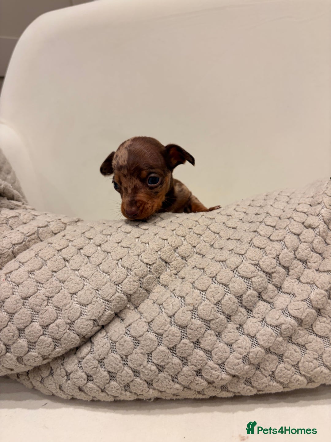 Dachshund dogs for sale: Sausage dog puppys - Advert 8