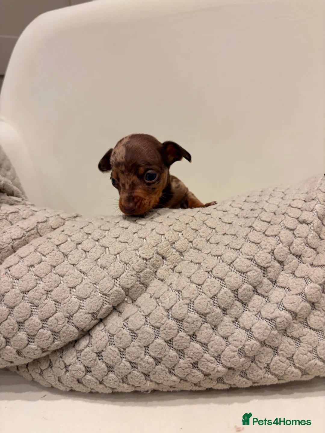 Dachshund dogs for sale: Sausage dog puppys - Advert 8