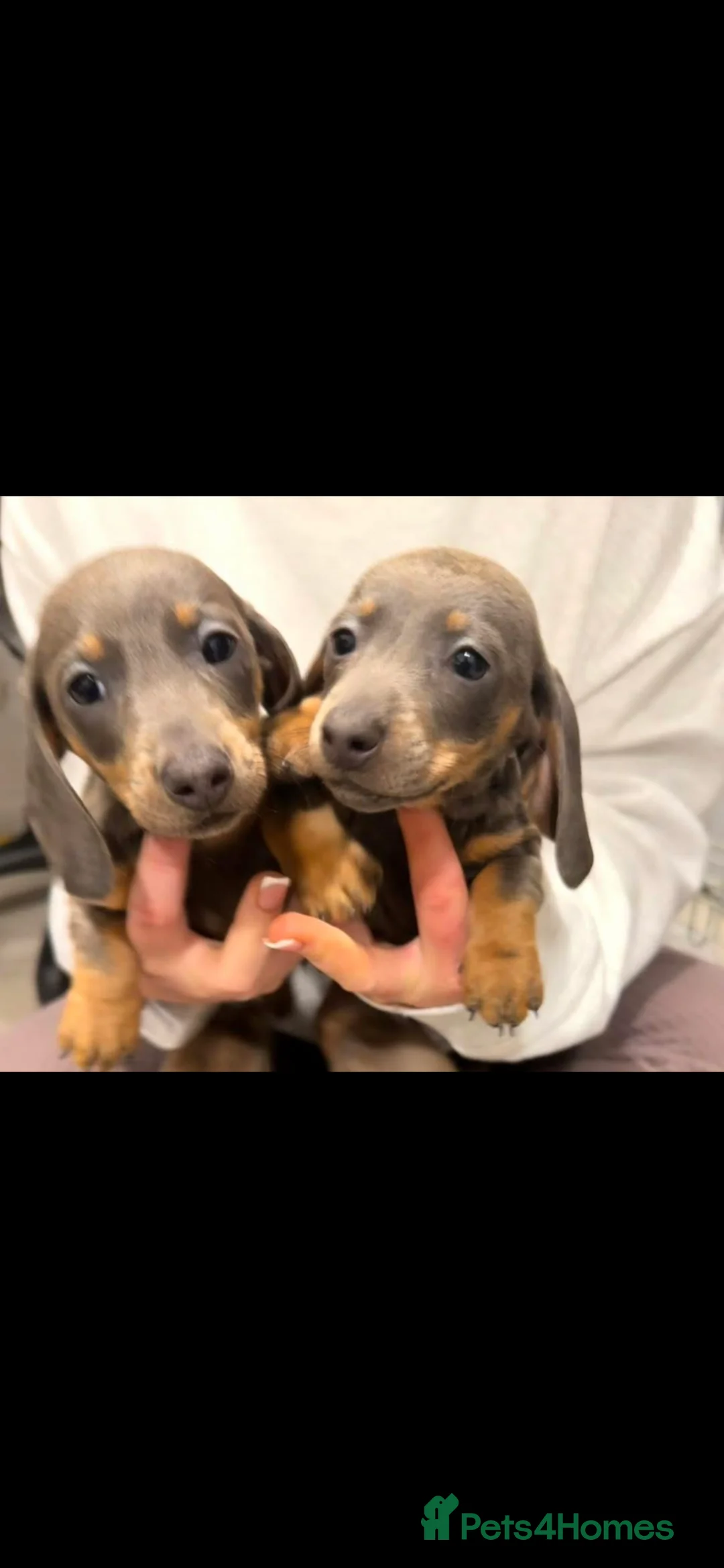 Miniature Dachshund dogs for sale: Miniature Dachshund last puppie 🏠  - Advert 6