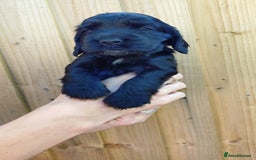 Cocker Spaniel dogs for sale: KC reg show cocker spaniel puppies - Image 9