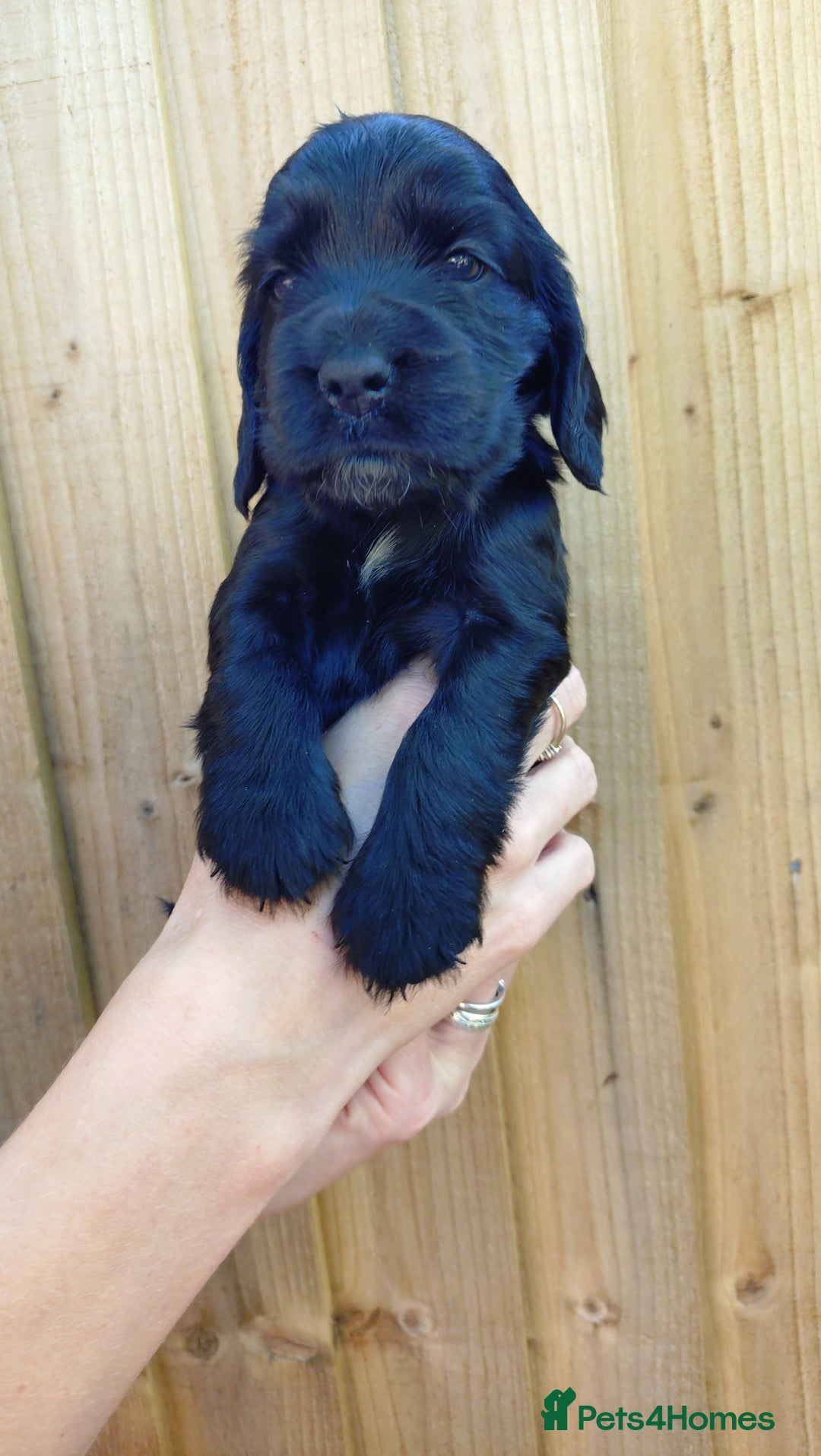 Cocker Spaniel dogs for sale: KC reg show cocker spaniel puppies - Image 9