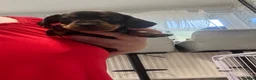Dachshund dogs for sale: 4 beautiful boys  - Advert 25