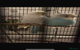 Budgerigars birds for sale: two budgies  - Image 3