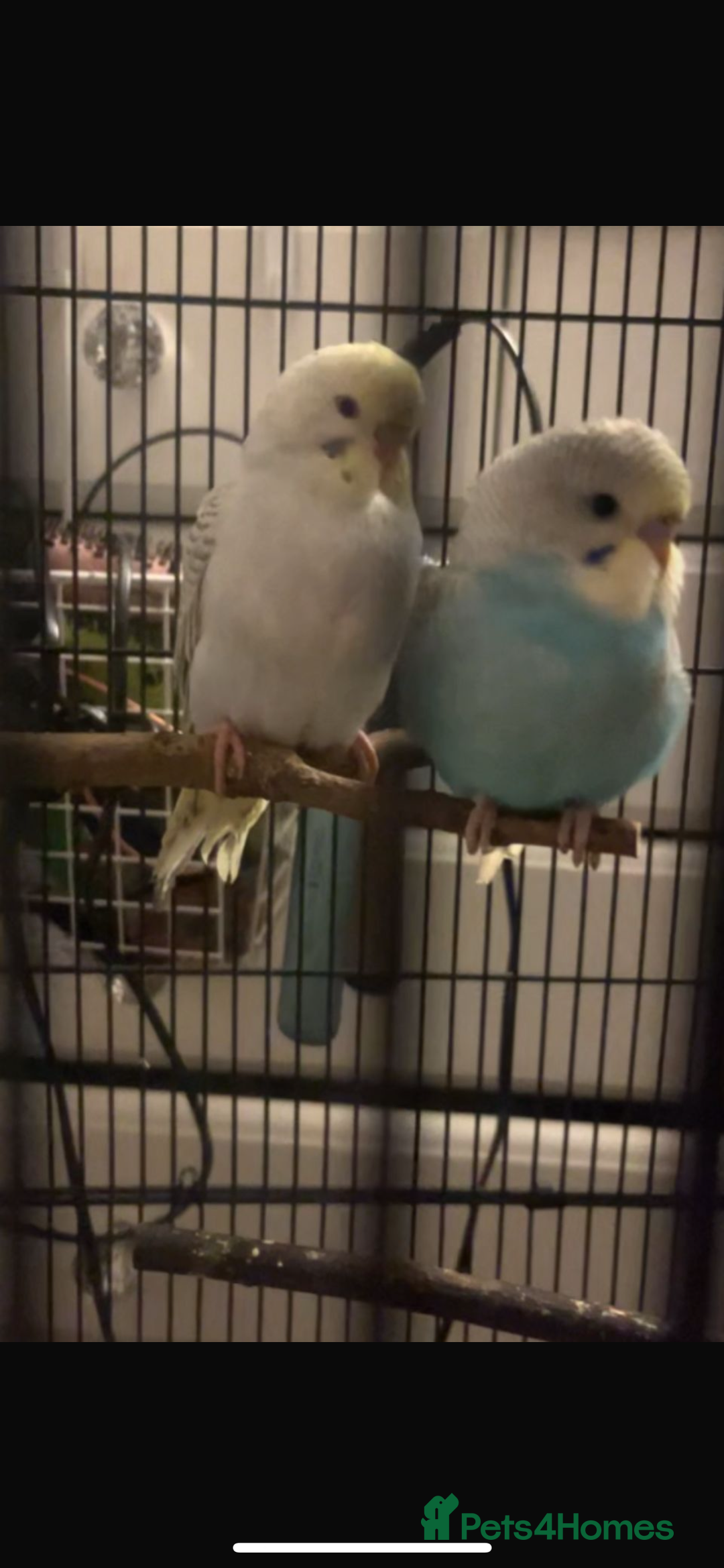 Budgerigars birds for sale: two budgies  - Image 3