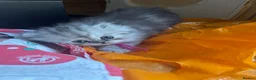 Persian cats for sale: Long Hair Persian / Ragdoll Kittens  - Advert 12
