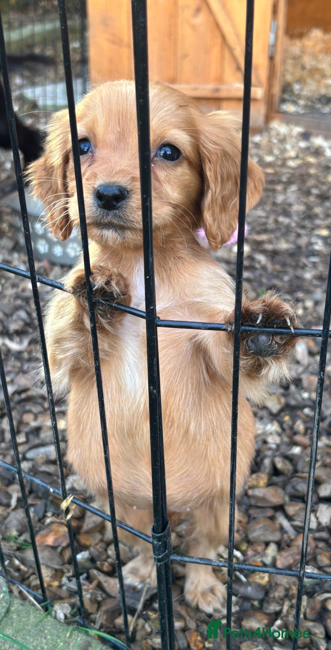 Cocker Spaniel dogs for sale: X1 Cocker spaniel boy remaining  - Advert 6