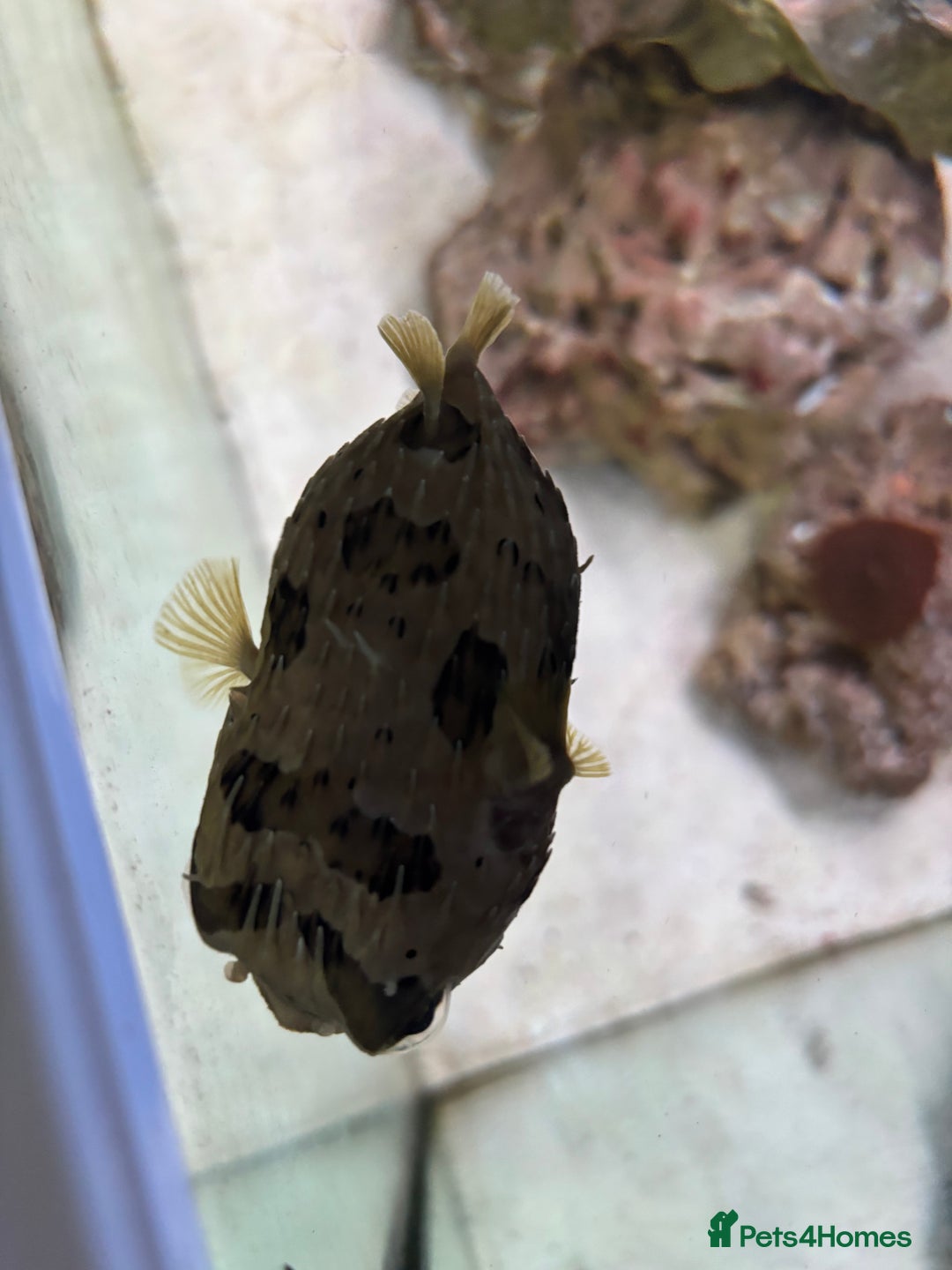 Pufferfish fish for sale: Porcupine puffer fish - Advert 3