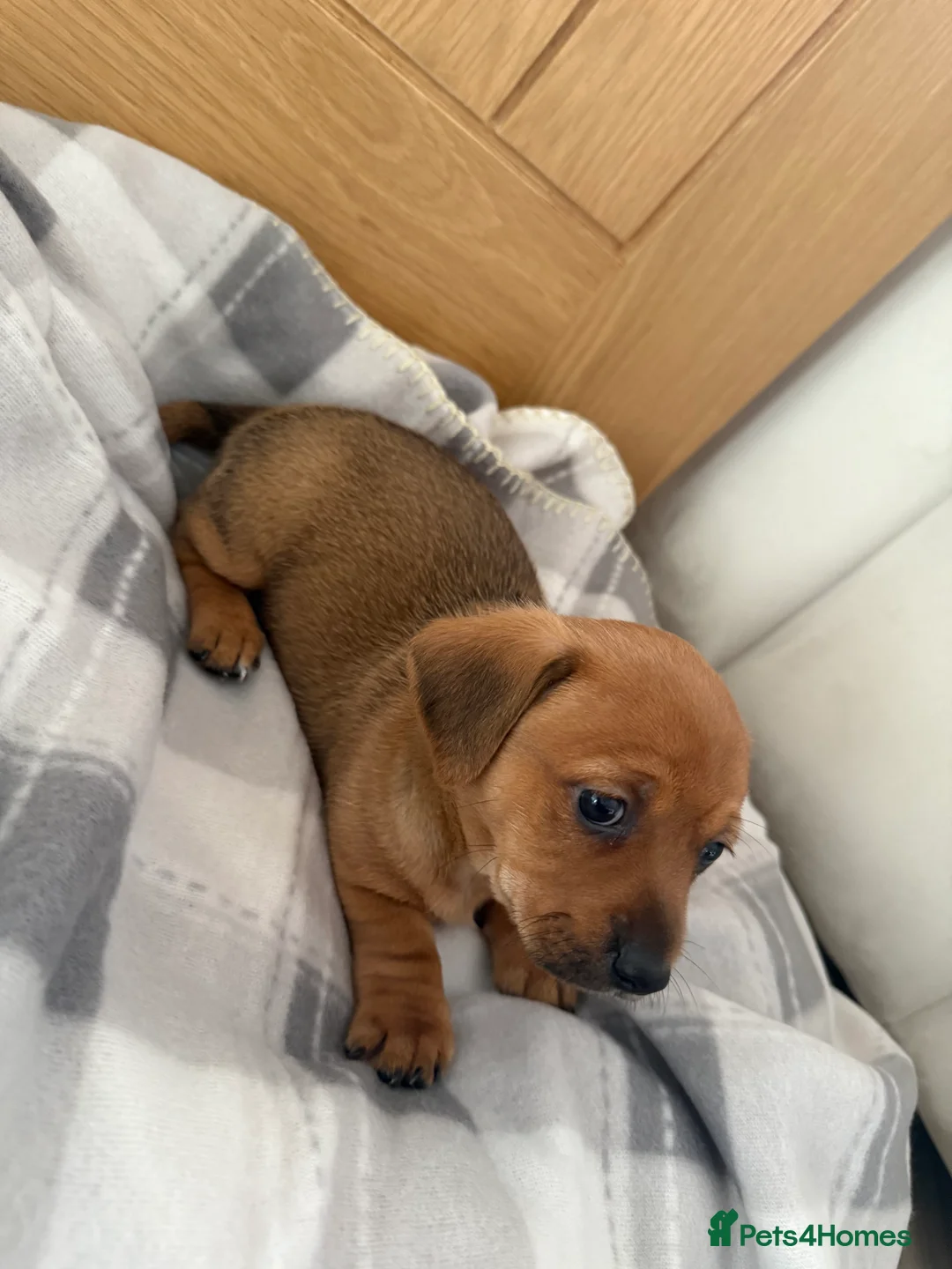 Chiweenie dogs for sale: Beautiful Chiweenie Pups For Sale - Advert 14