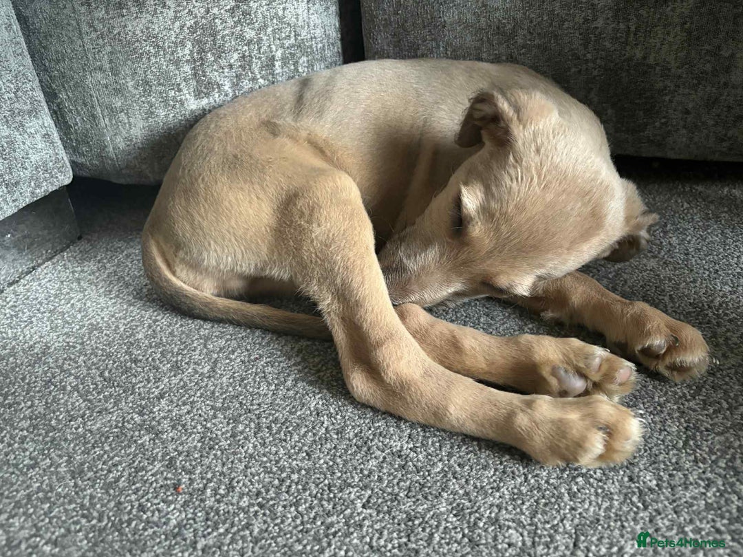 Mixed Breed dogs for sale: Bedlington X whippet  - Advert 5