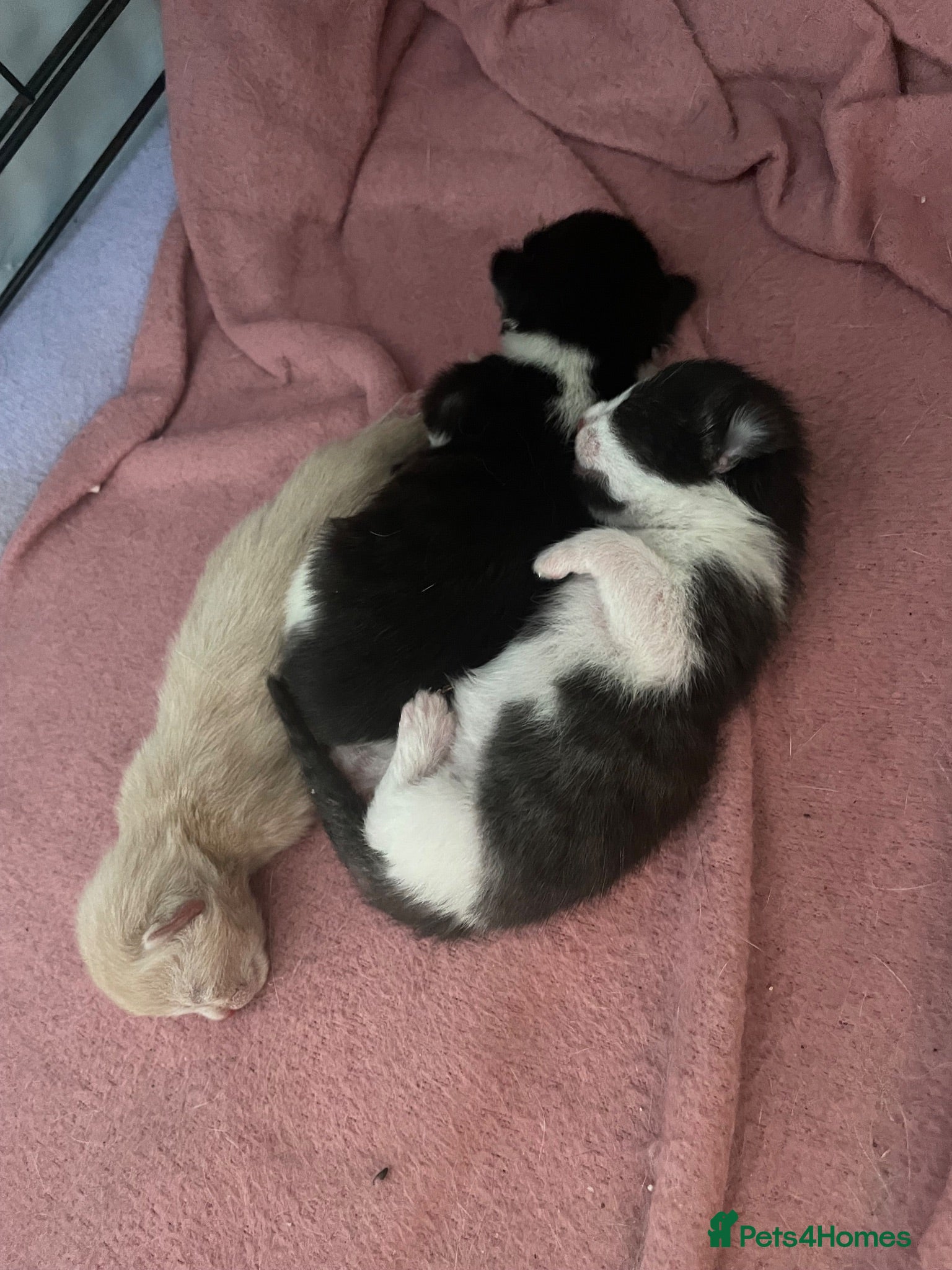 Domestic Shorthair cats 3 male domestic shorthair kittens - Advert 1