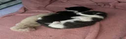 Domestic Shorthair cats for sale: 3 male domestic shorthair kittens - Advert 1