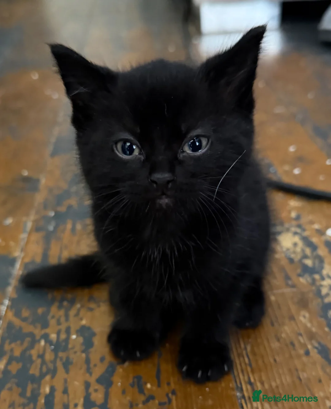 Mixed Breed cats for sale: Two beautiful boys - Advert 3