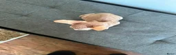 Sphynx cats for sale: Canadian sphynx ready to leave now  - Advert 20
