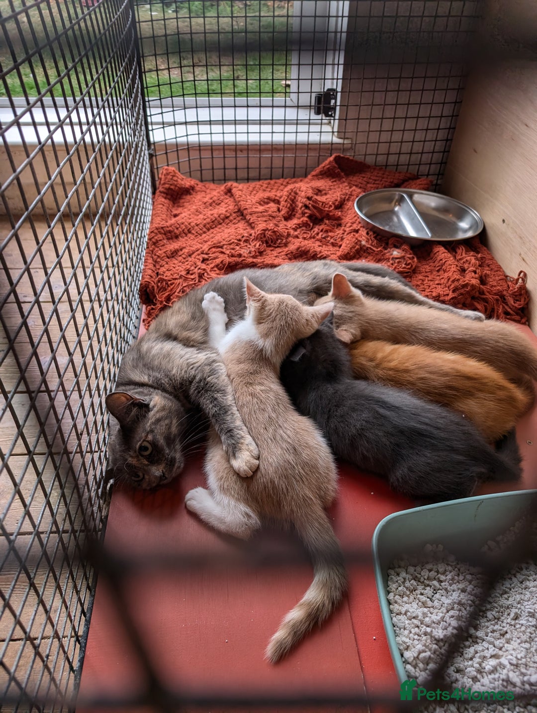 Mixed Breed cats for sale: Rare colouring ~ Available Now  - Image 2