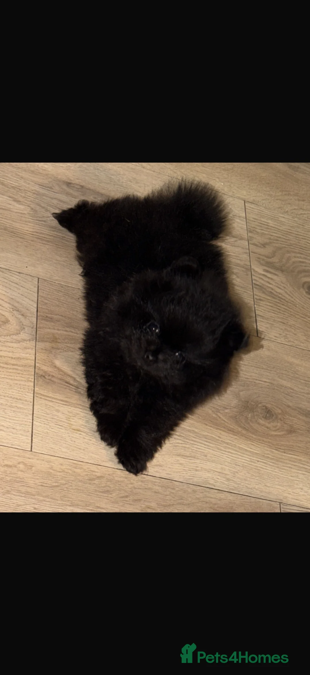 Pomeranian dogs for sale: Black Pomeranian boy in Swanscombe - Advert 6