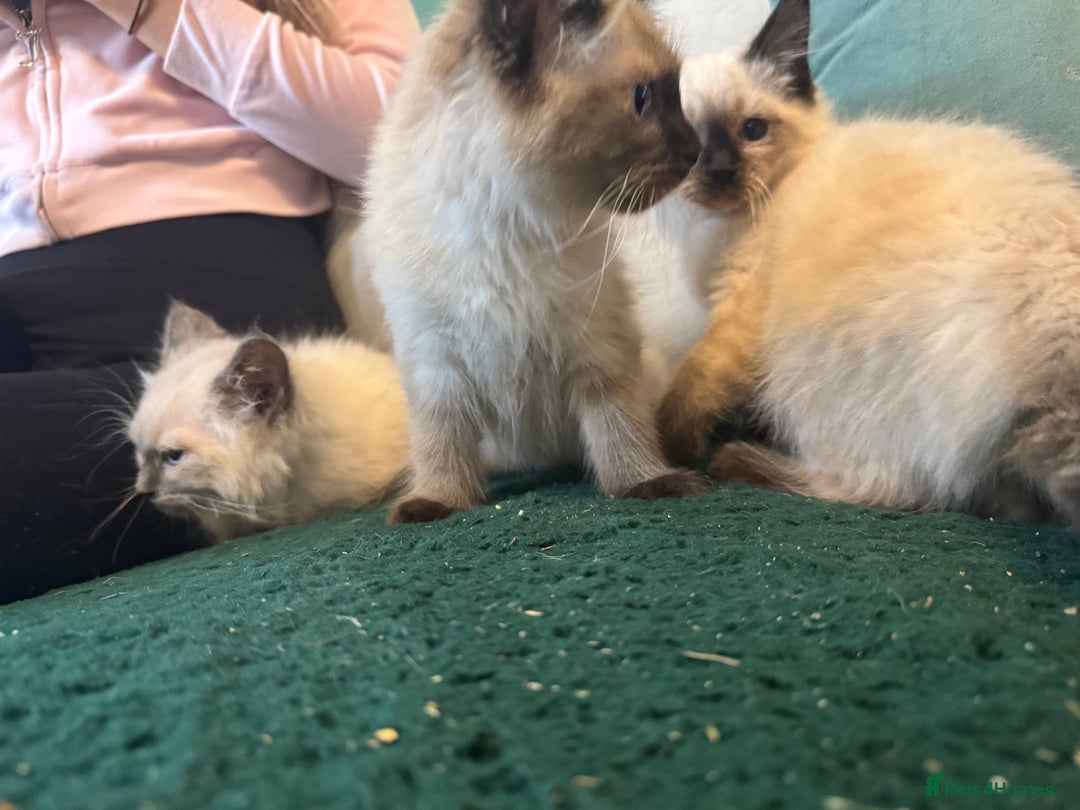 Ragdoll cats for sale: Reduced! Ragdoll kittens ready for new homes now!  - Image 6