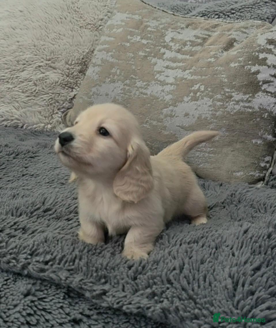 Miniature Dachshund dogs Clear cream miniature long-haired Dachshunds - Advert 1