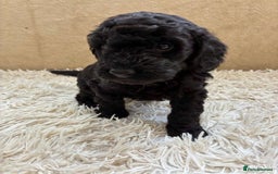Sproodle dogs for sale: Lovely Sproodles (Springerpoos) - Image 7