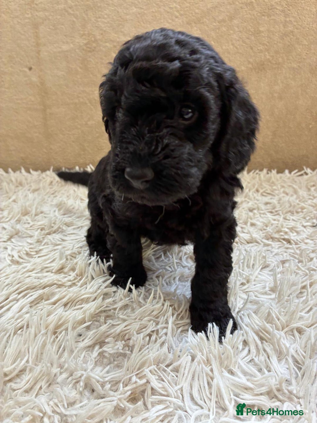 Sproodle dogs for sale: Lovely Sproodles (Springerpoos) - Image 7