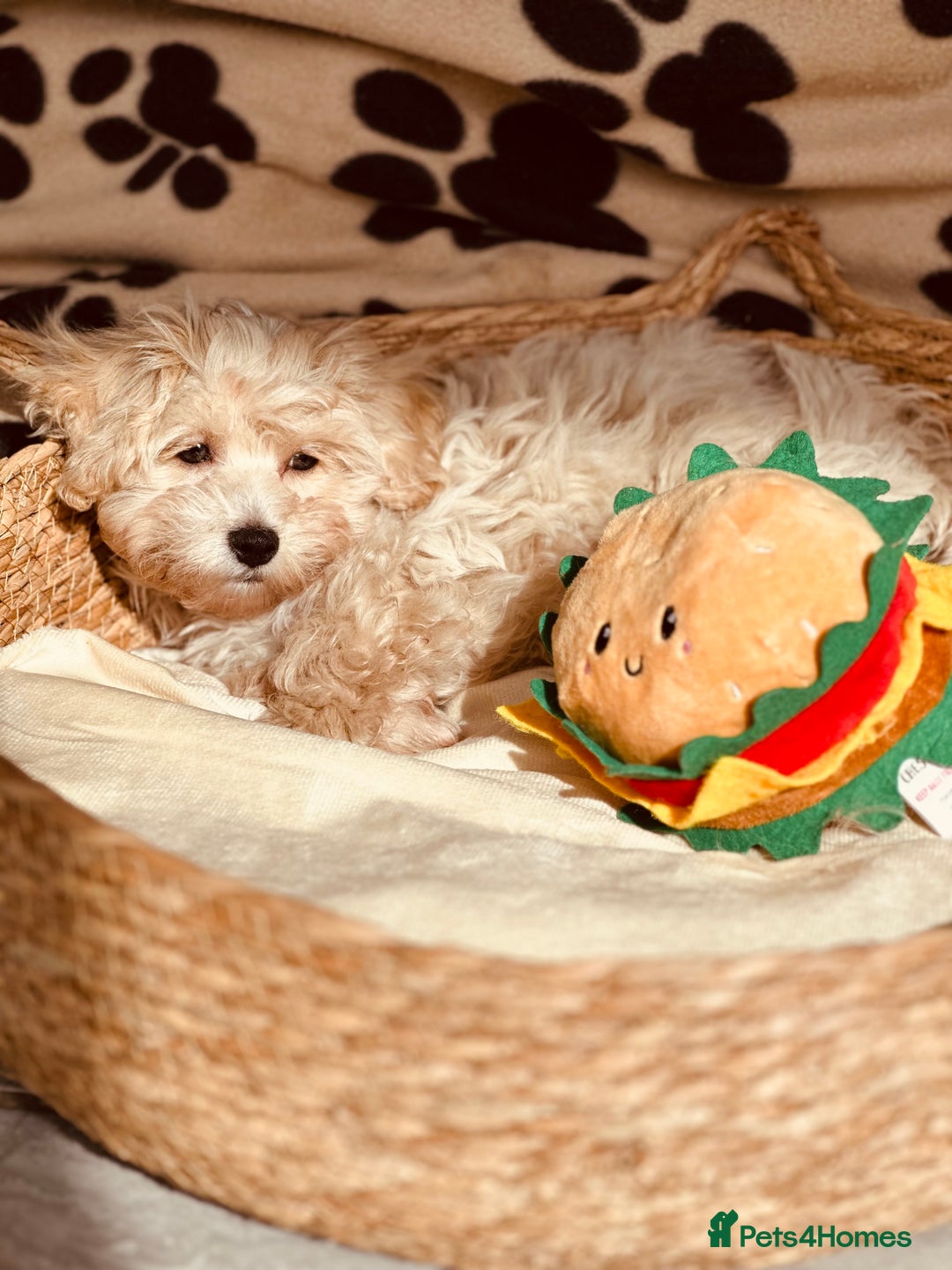 Maltipoo dogs for sale: F1 Toy Maltipoo puppys   - Image 9