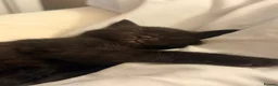 Mixed Breed cats for sale: Halloween babies - Advert 3